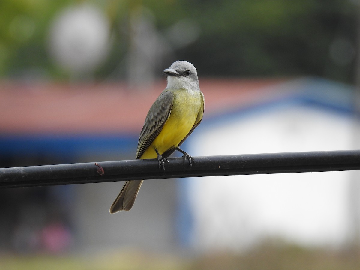 Tropical Kingbird - ML528901121