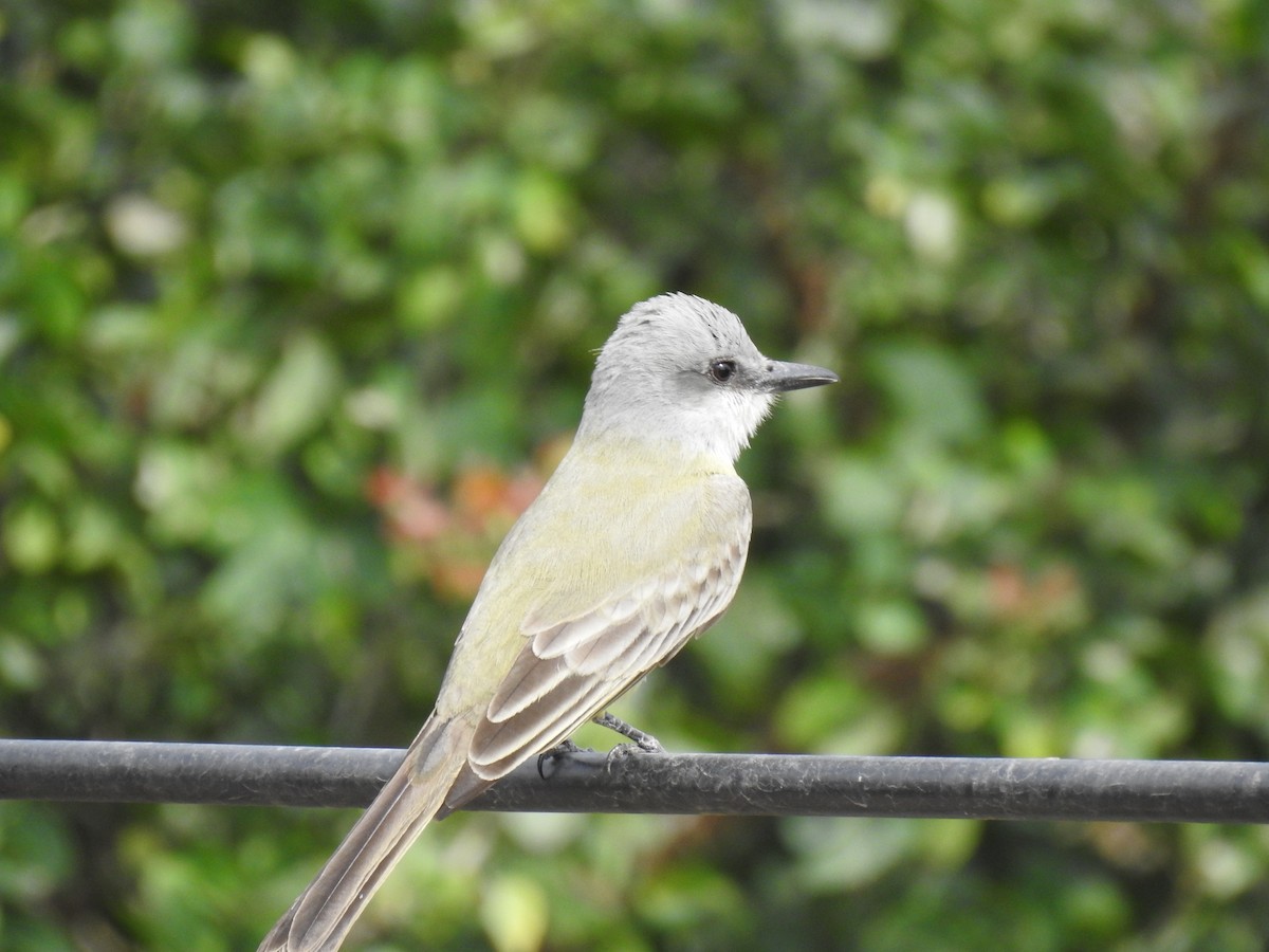 Tropical Kingbird - ML528901131