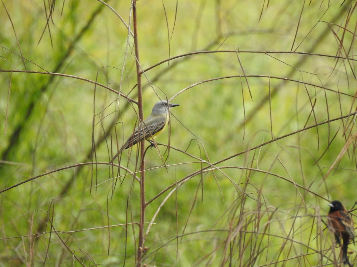 Tropical Kingbird - ML528901141