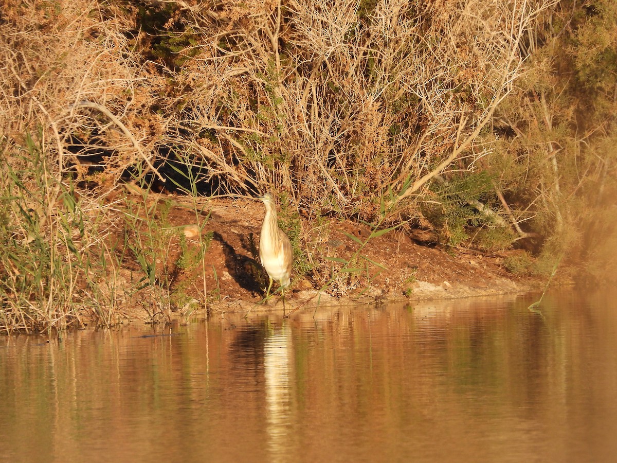 Squacco Heron - ML528902161