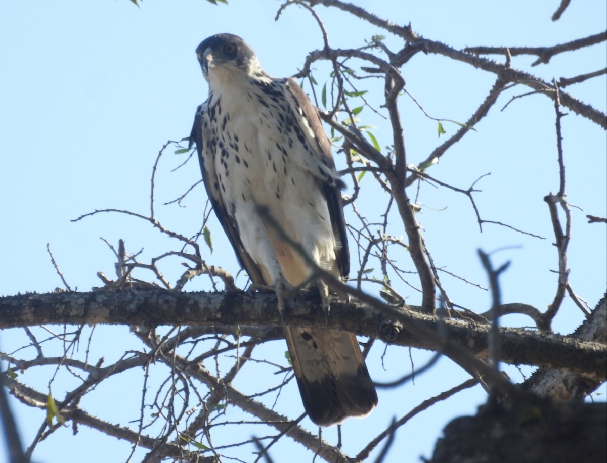 African Hawk-Eagle - Jon Iratzagorria Garay