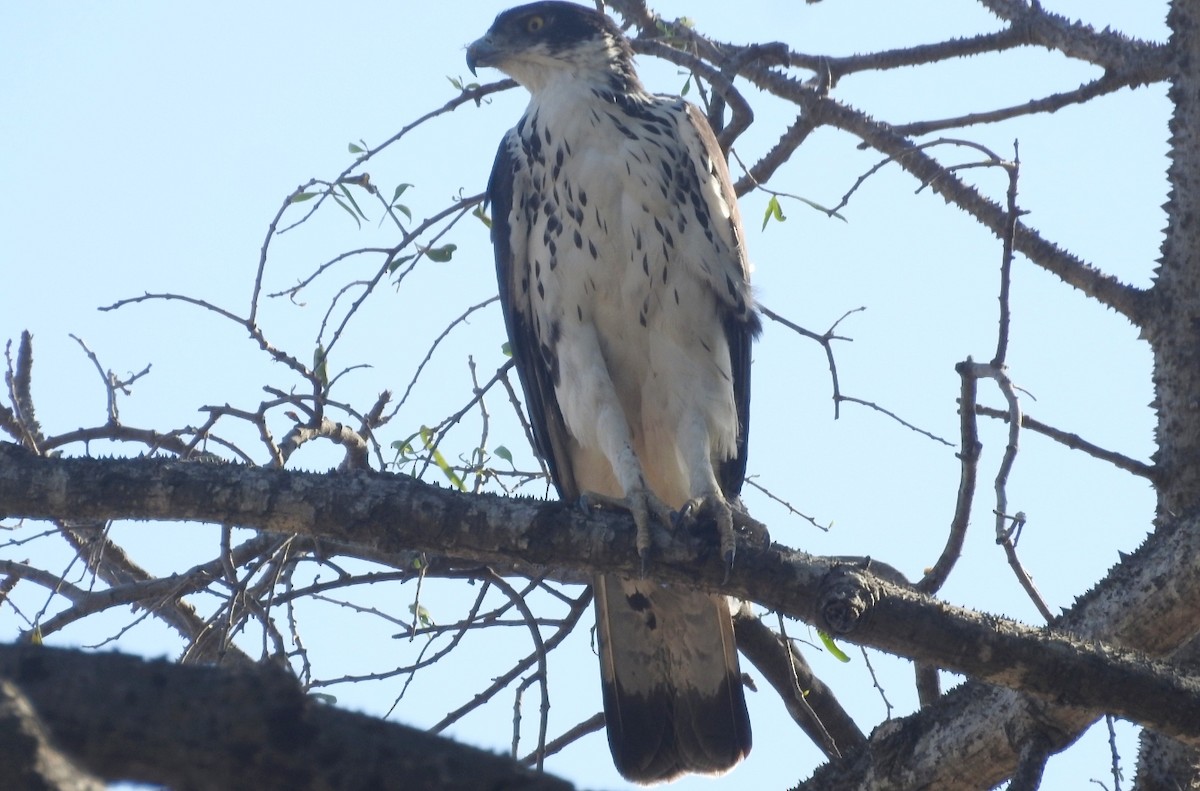 African Hawk-Eagle - Jon Iratzagorria Garay