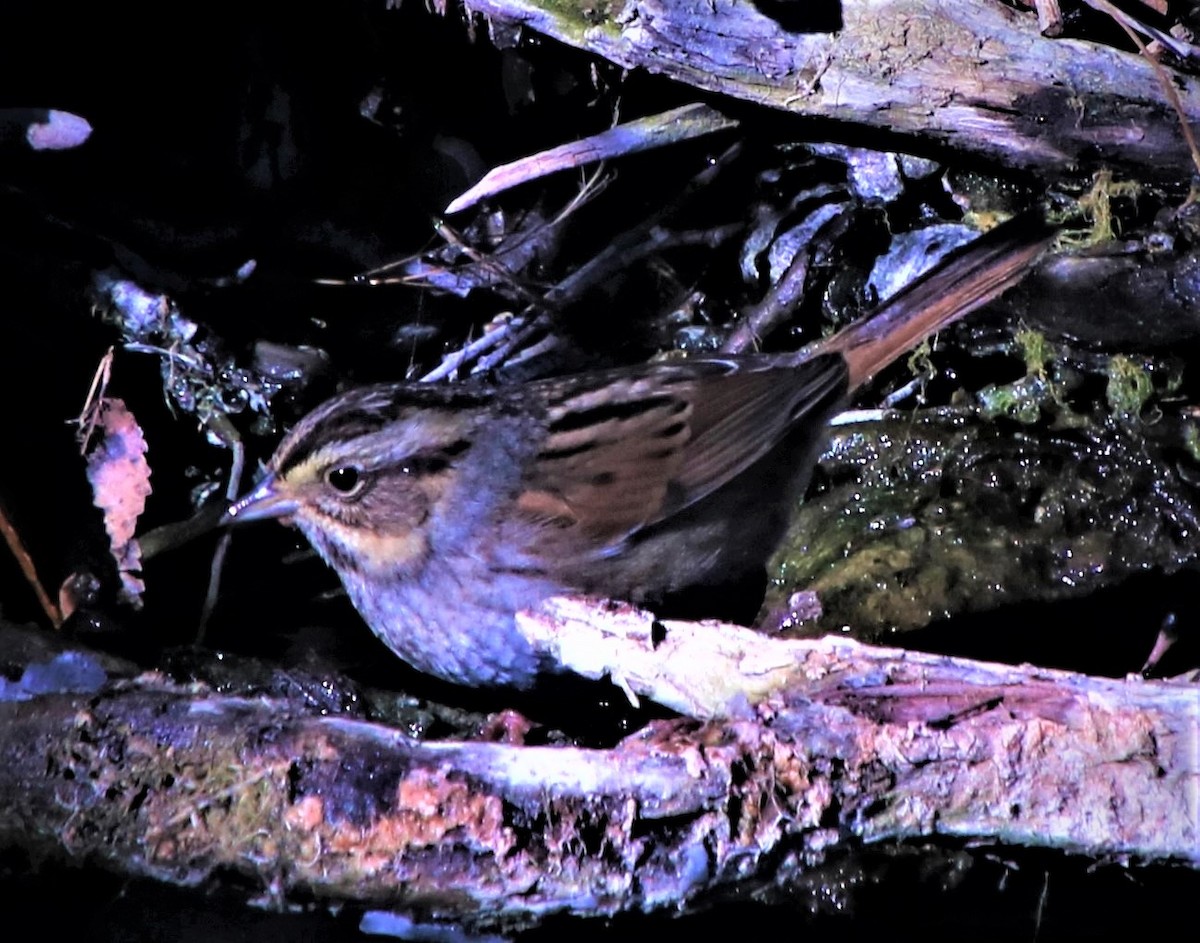 Swamp Sparrow - ML528903111