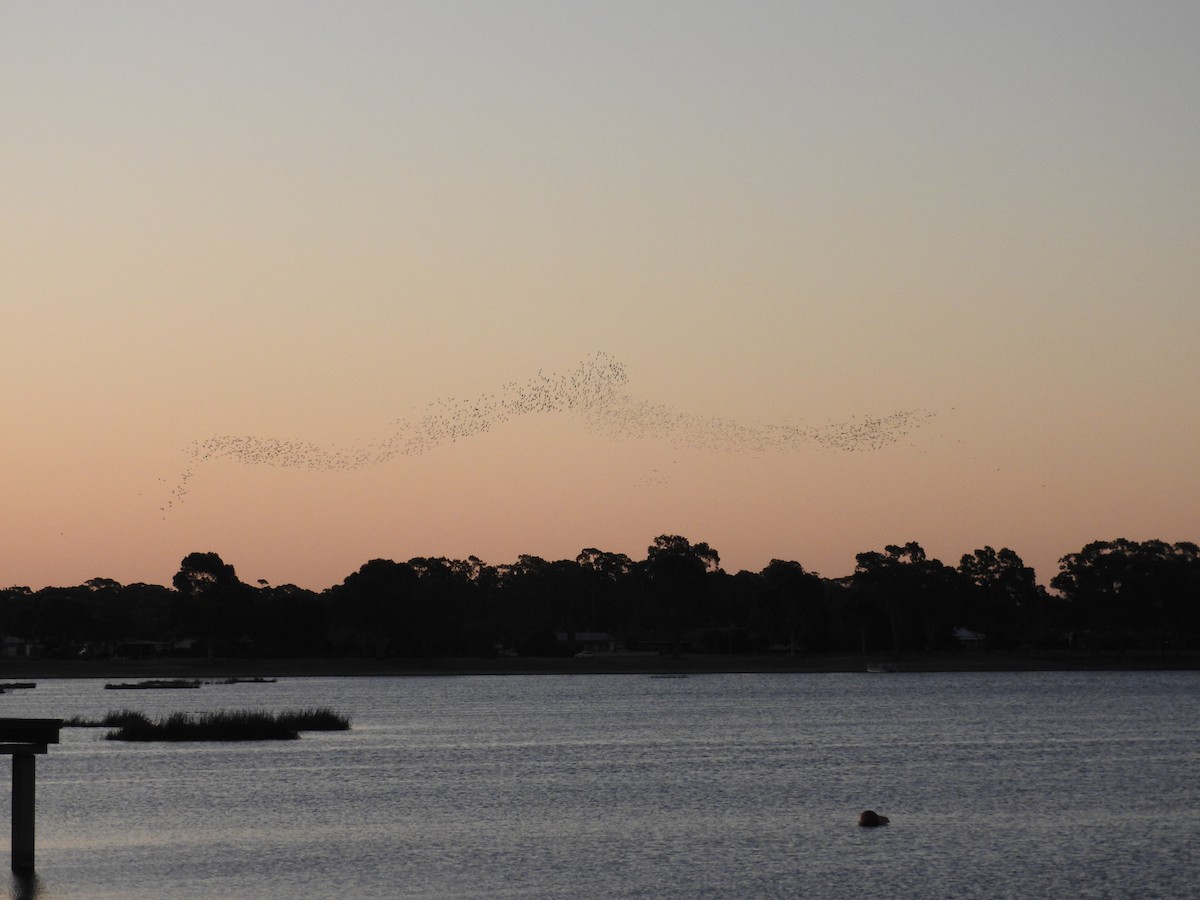 Long-billed Corella - ML528904901