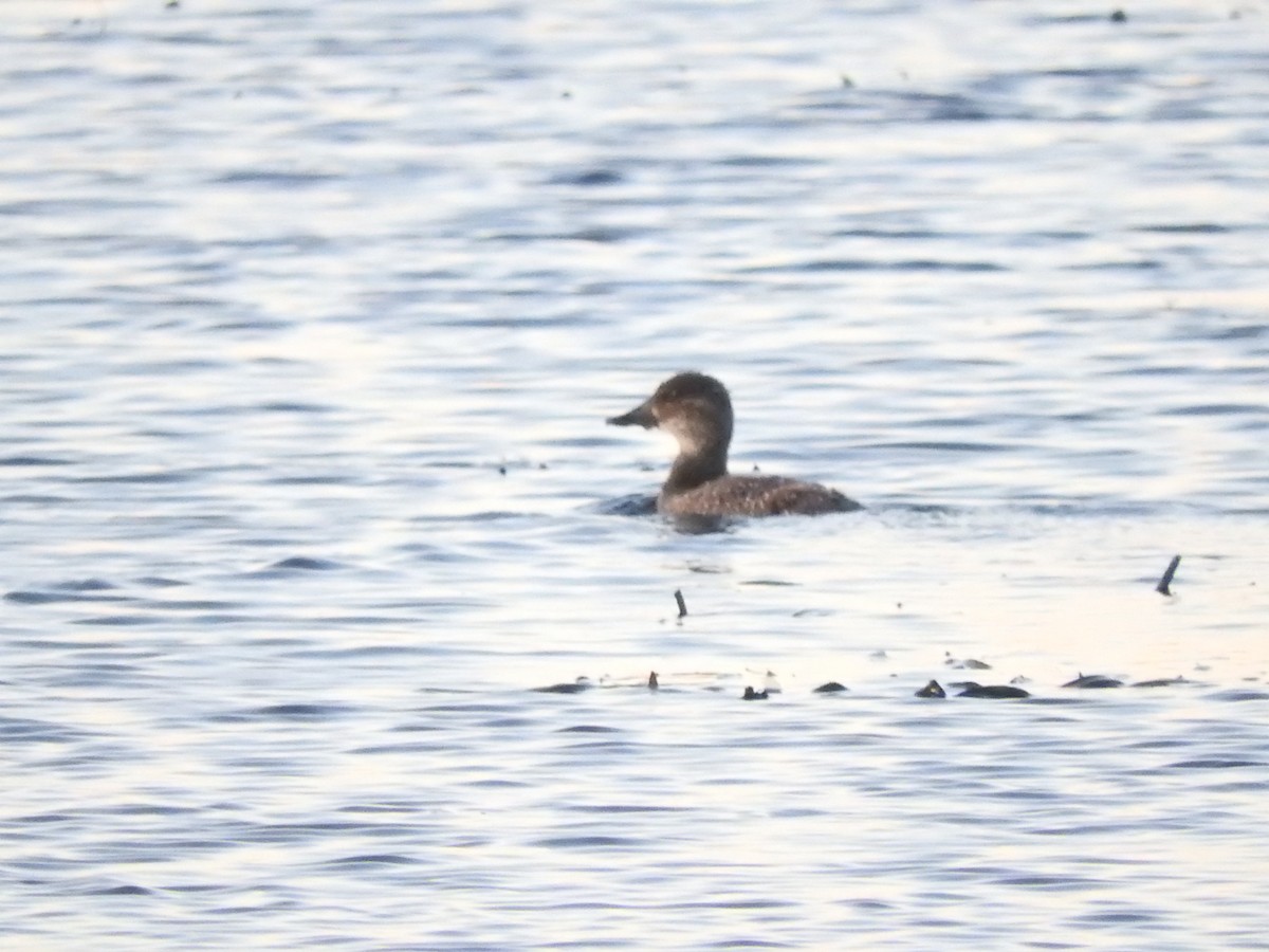 Blue-billed Duck - Archer Callaway