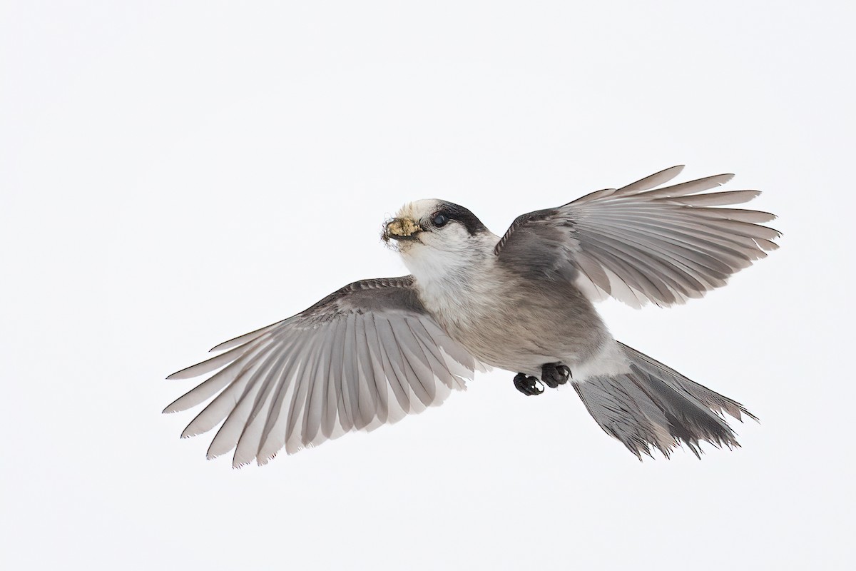 Canada Jay - ML528905571