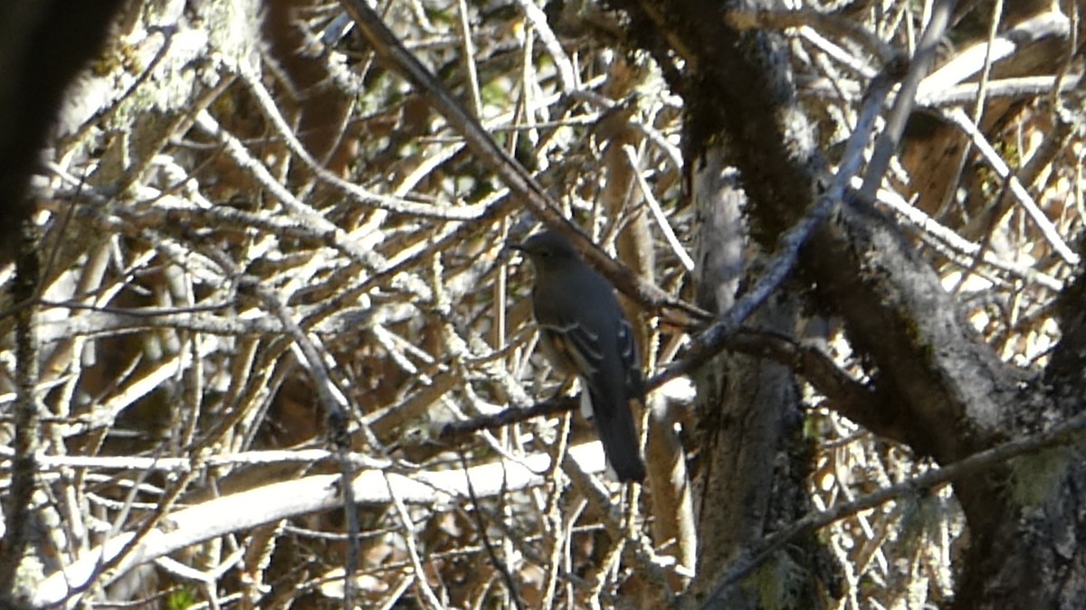 Townsend's Solitaire - ML528905871