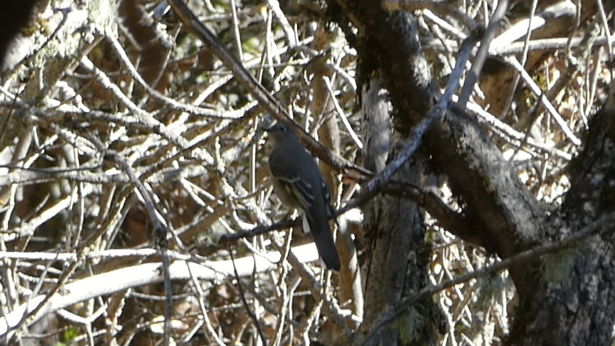 Townsend's Solitaire - ML528905881