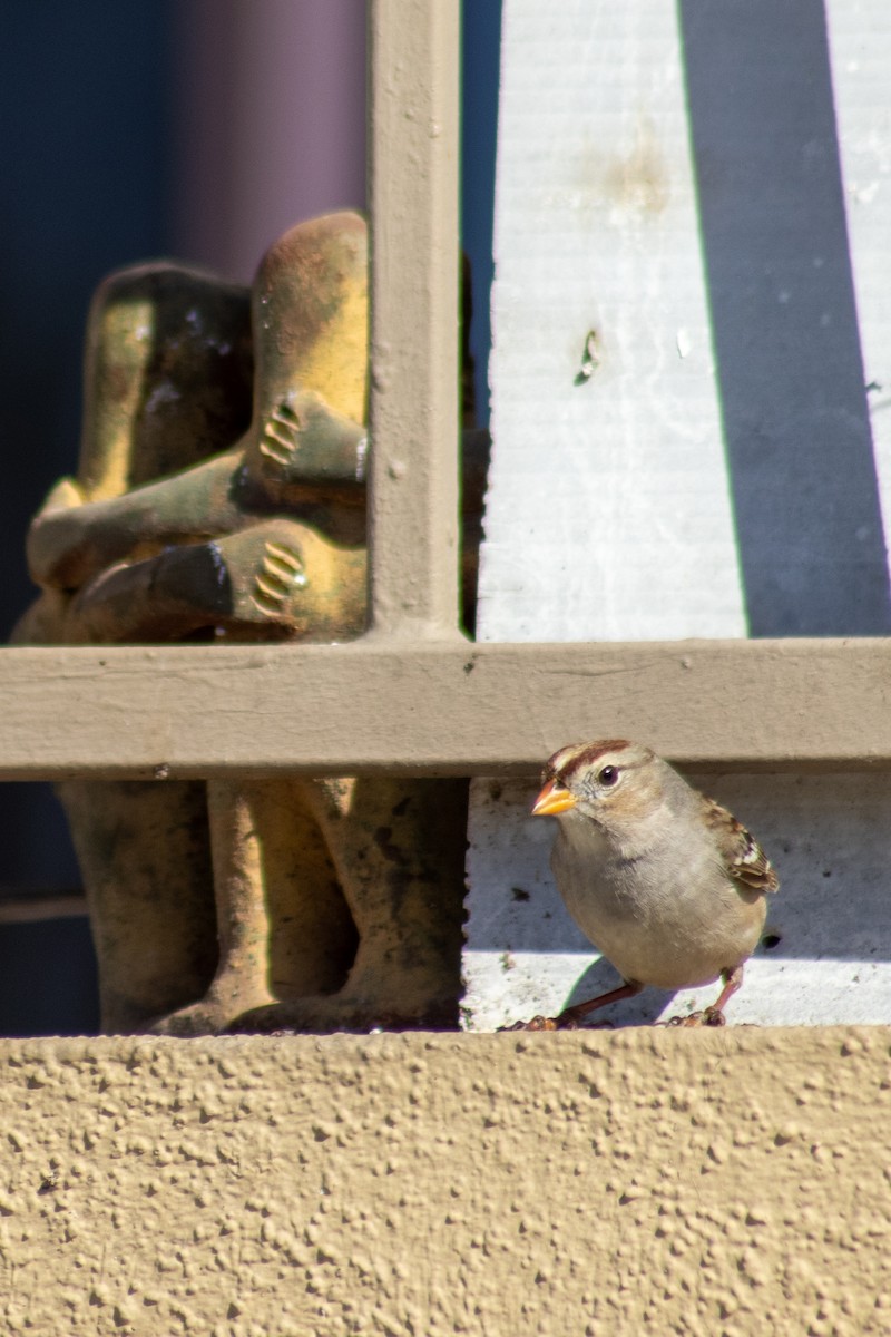 White-crowned Sparrow - ML528907591