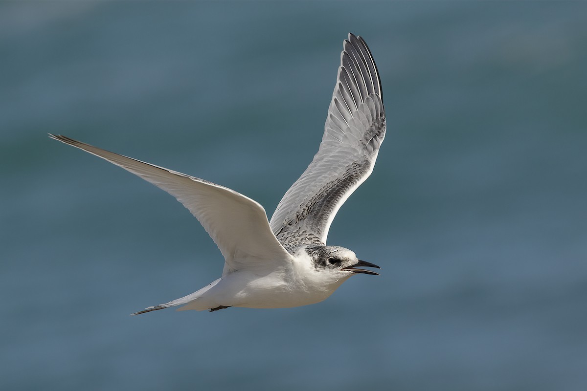 White-fronted Tern - Glenda Rees