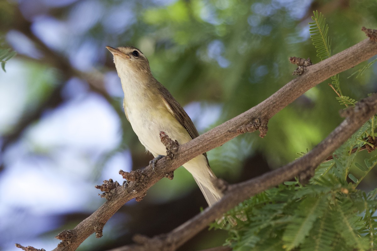 Viréo de Swainson - ML528908931