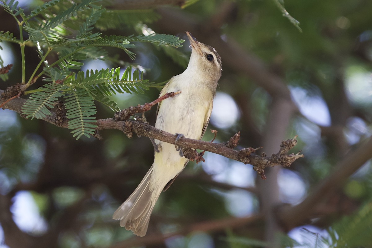 Viréo de Swainson - ML528908941