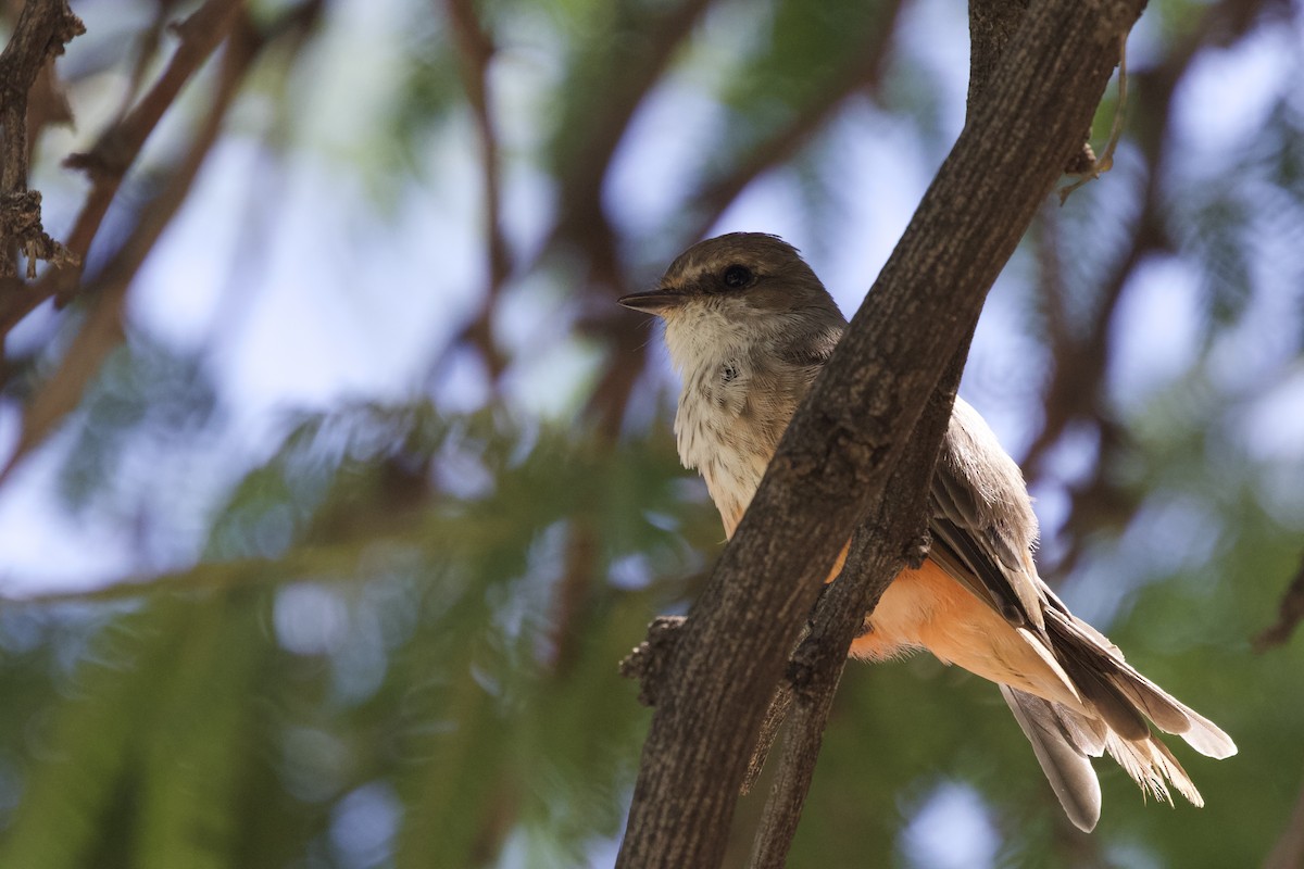 Moucherolle vermillon - ML528908991