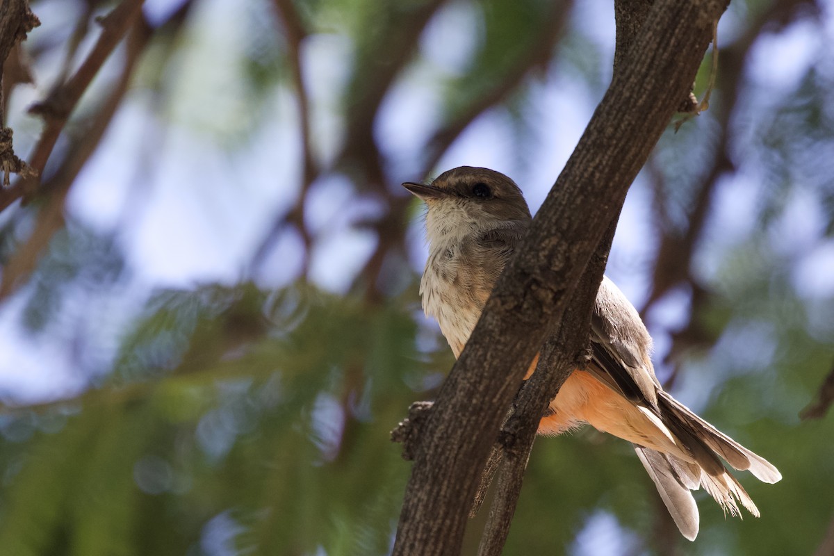 Moucherolle vermillon - ML528909001
