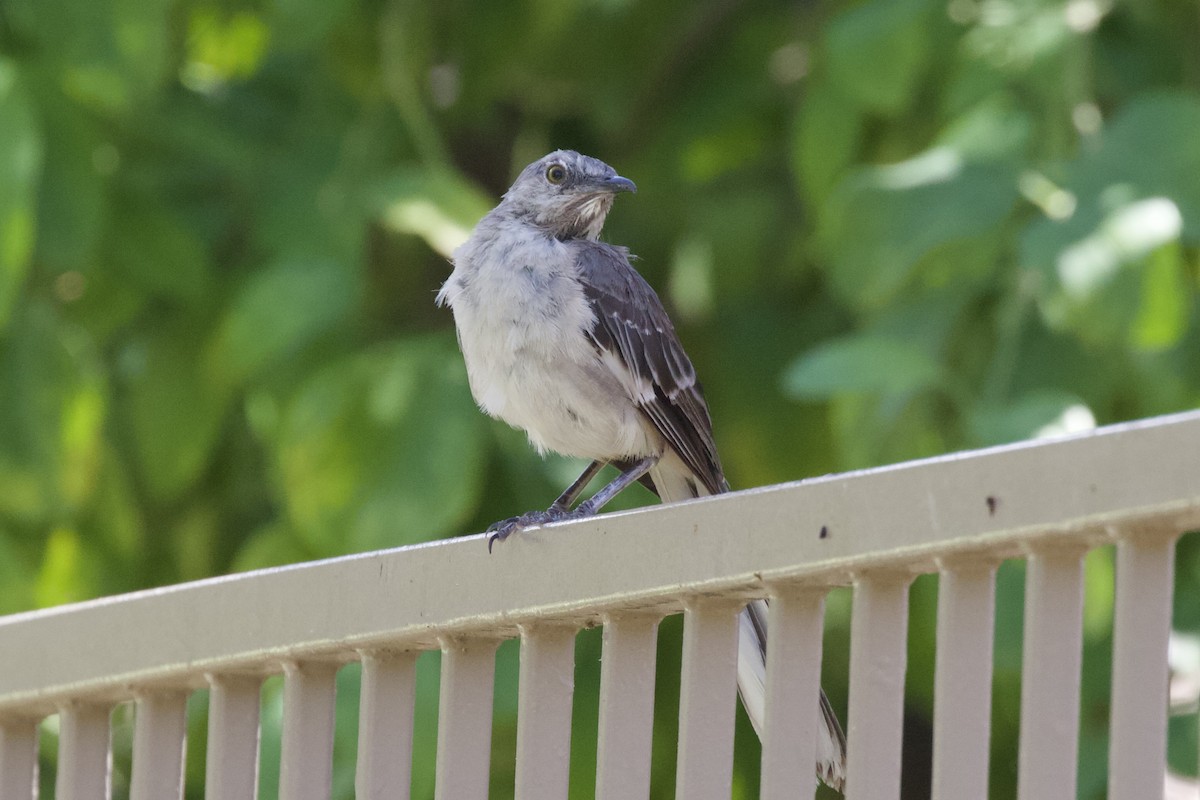 Moqueur polyglotte - ML528909021