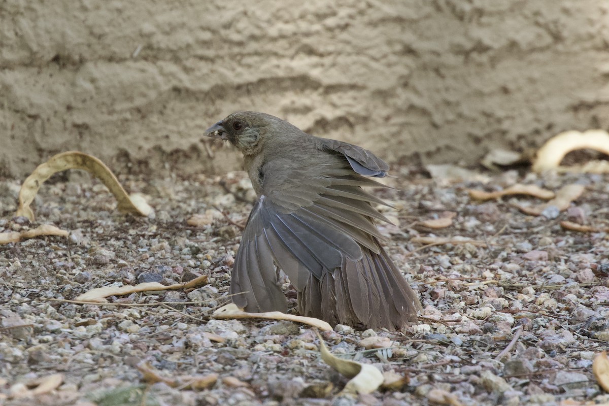 Tohi d'Abert - ML528909041