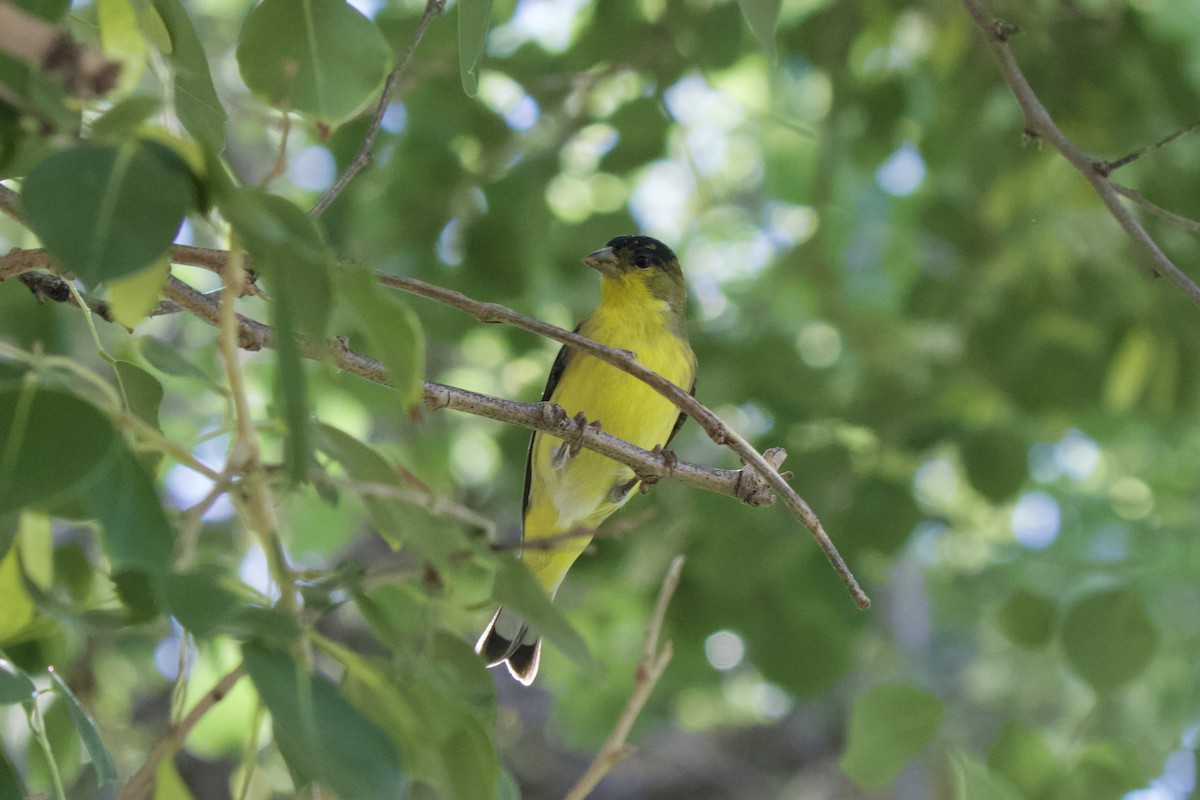 Chardonneret mineur - ML528909101