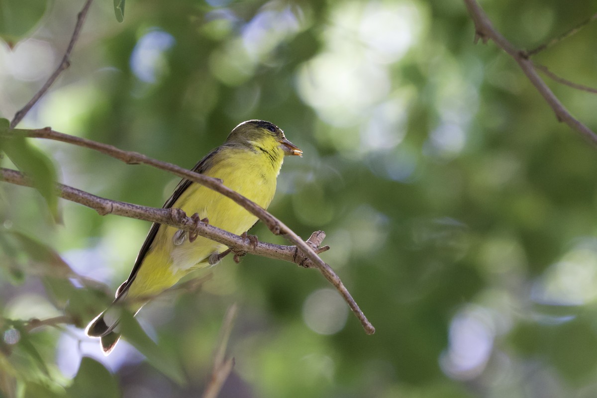 Chardonneret mineur - ML528909111