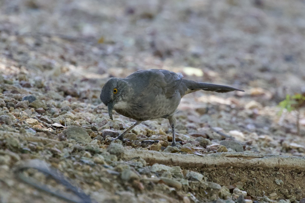Moqueur à bec courbe - ML528909121