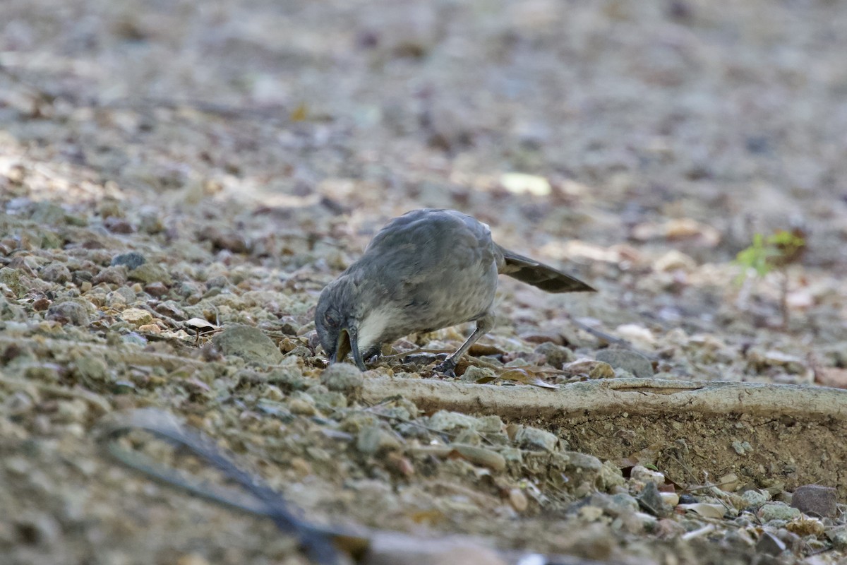 Moqueur à bec courbe - ML528909131