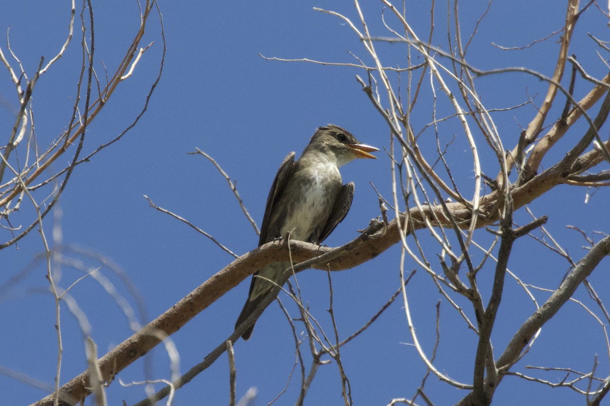 Moucherolle à côtés olive - ML528909181