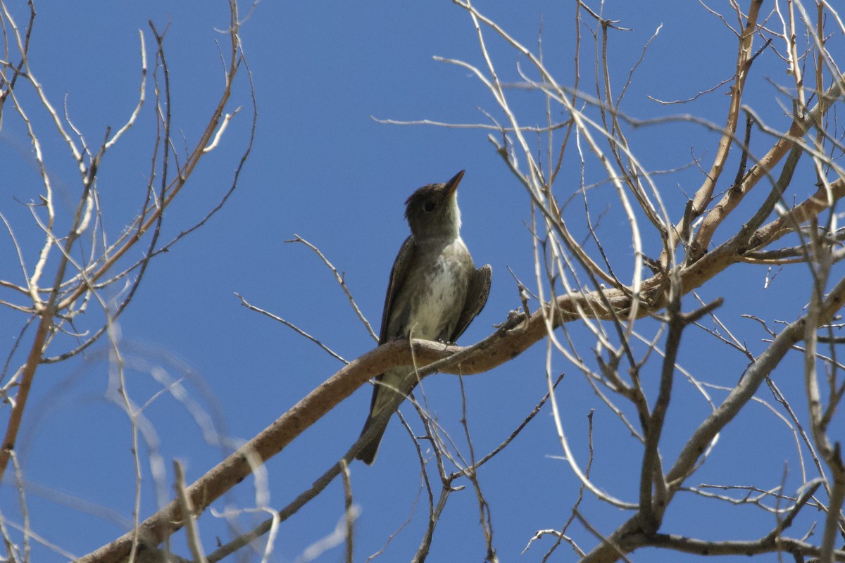Moucherolle à côtés olive - ML528909191