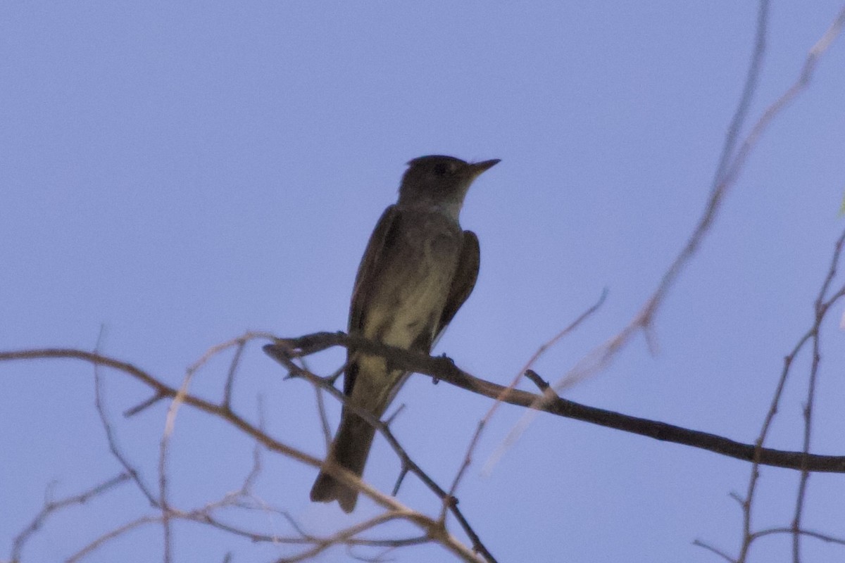 Pioui de l'Ouest - ML528909221