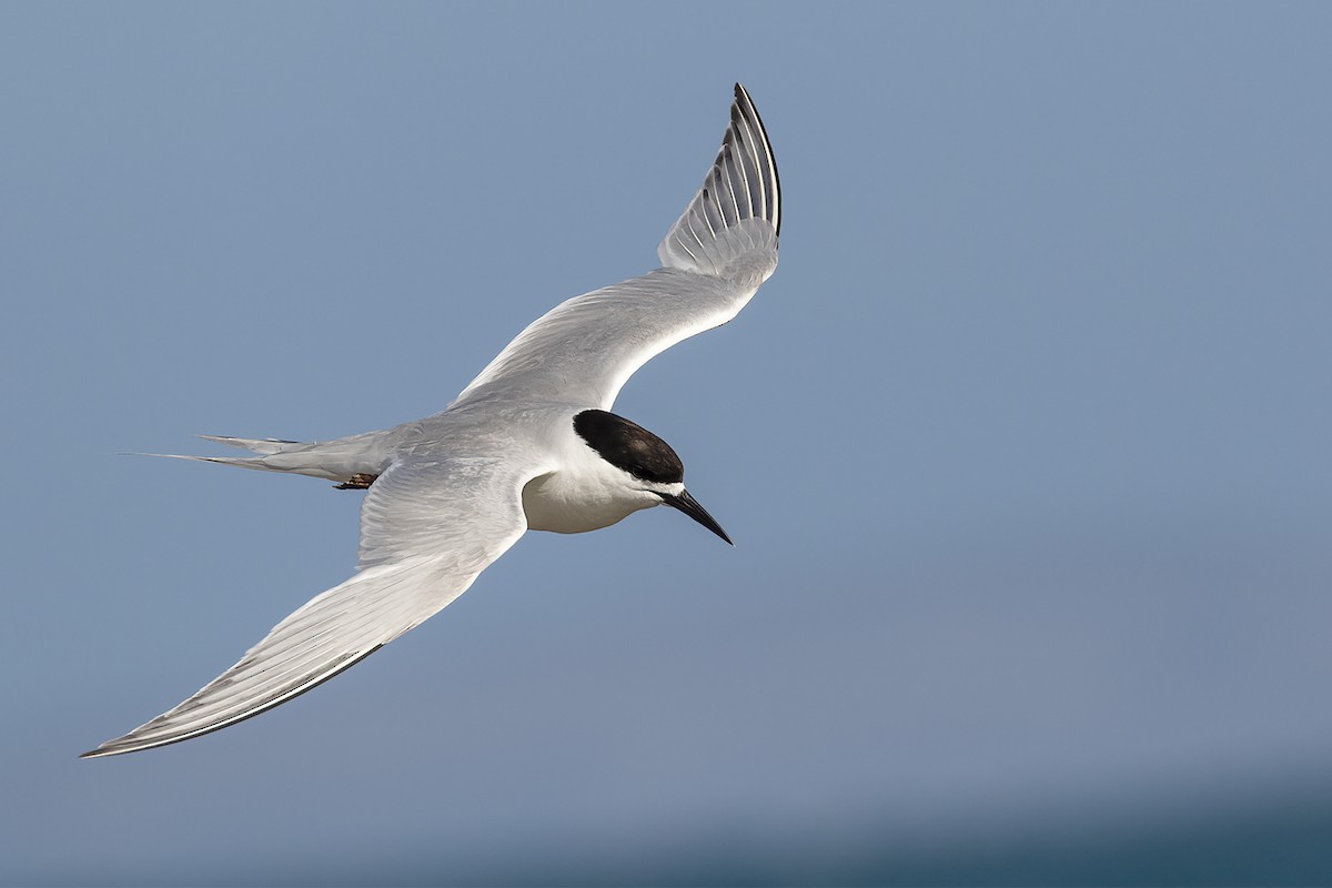 White-fronted Tern - Glenda Rees