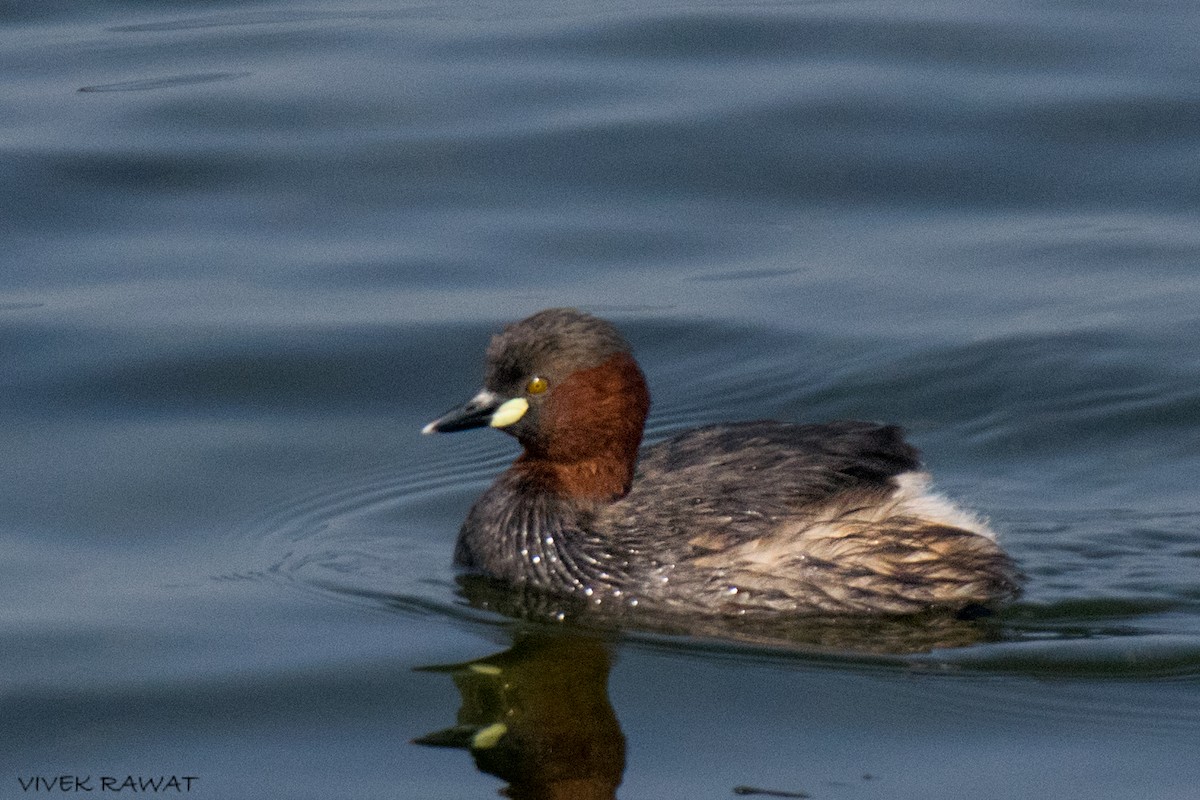 Хурган шунгуур - ML528910151