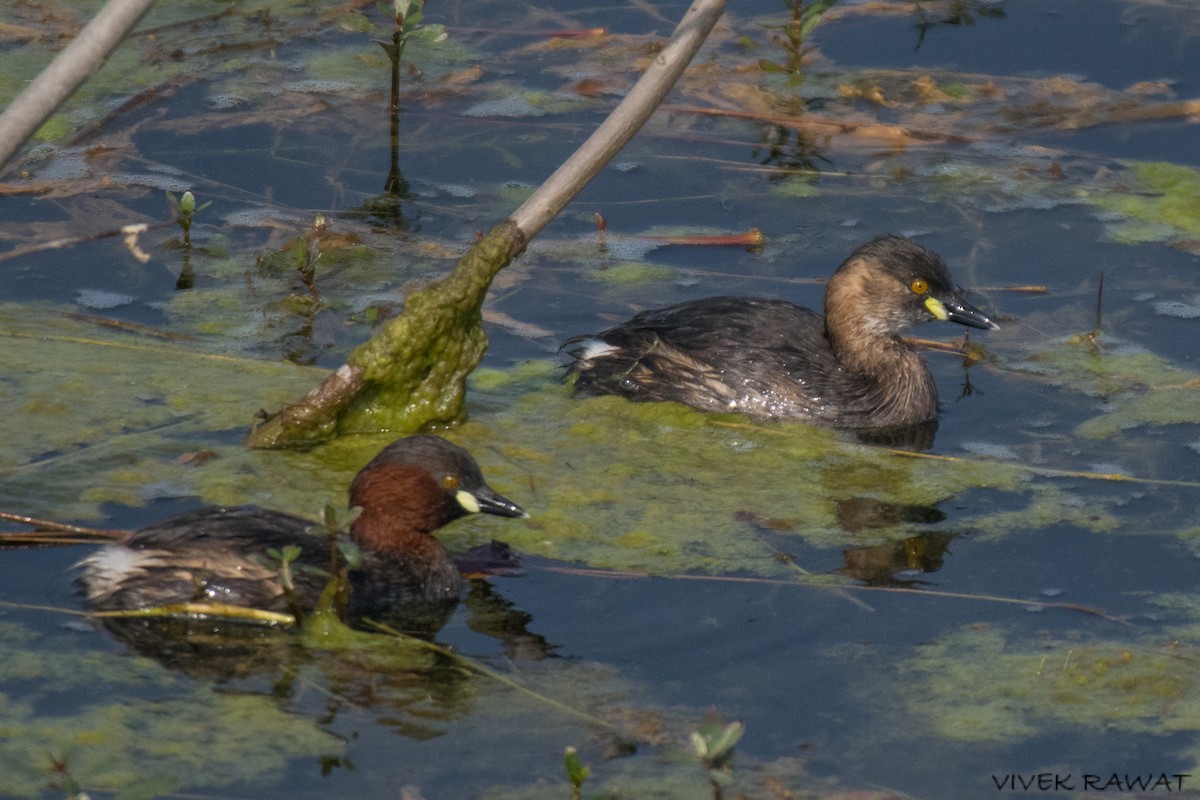 Хурган шунгуур - ML528910161