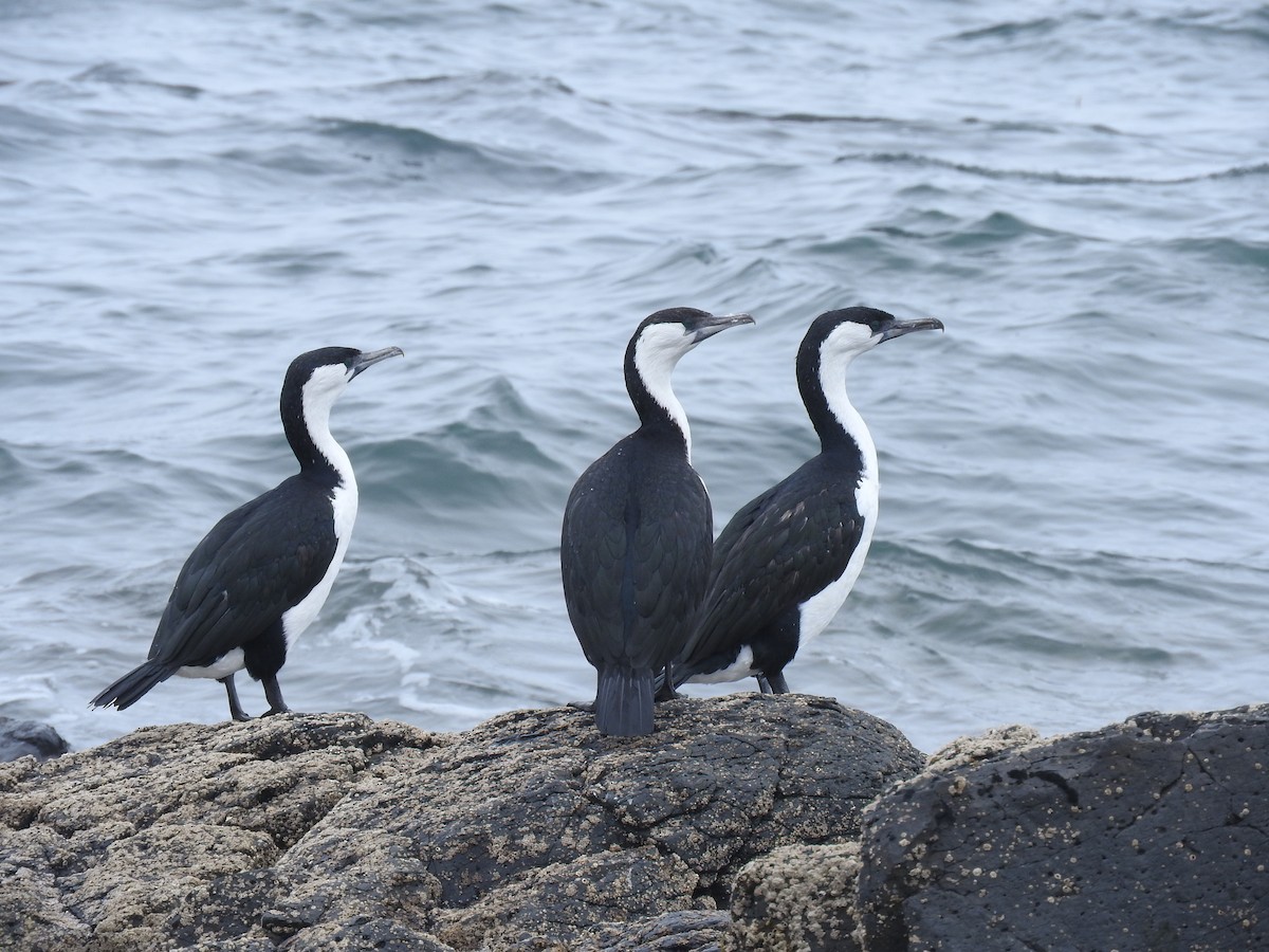 Black-faced Cormorant - ML528910971
