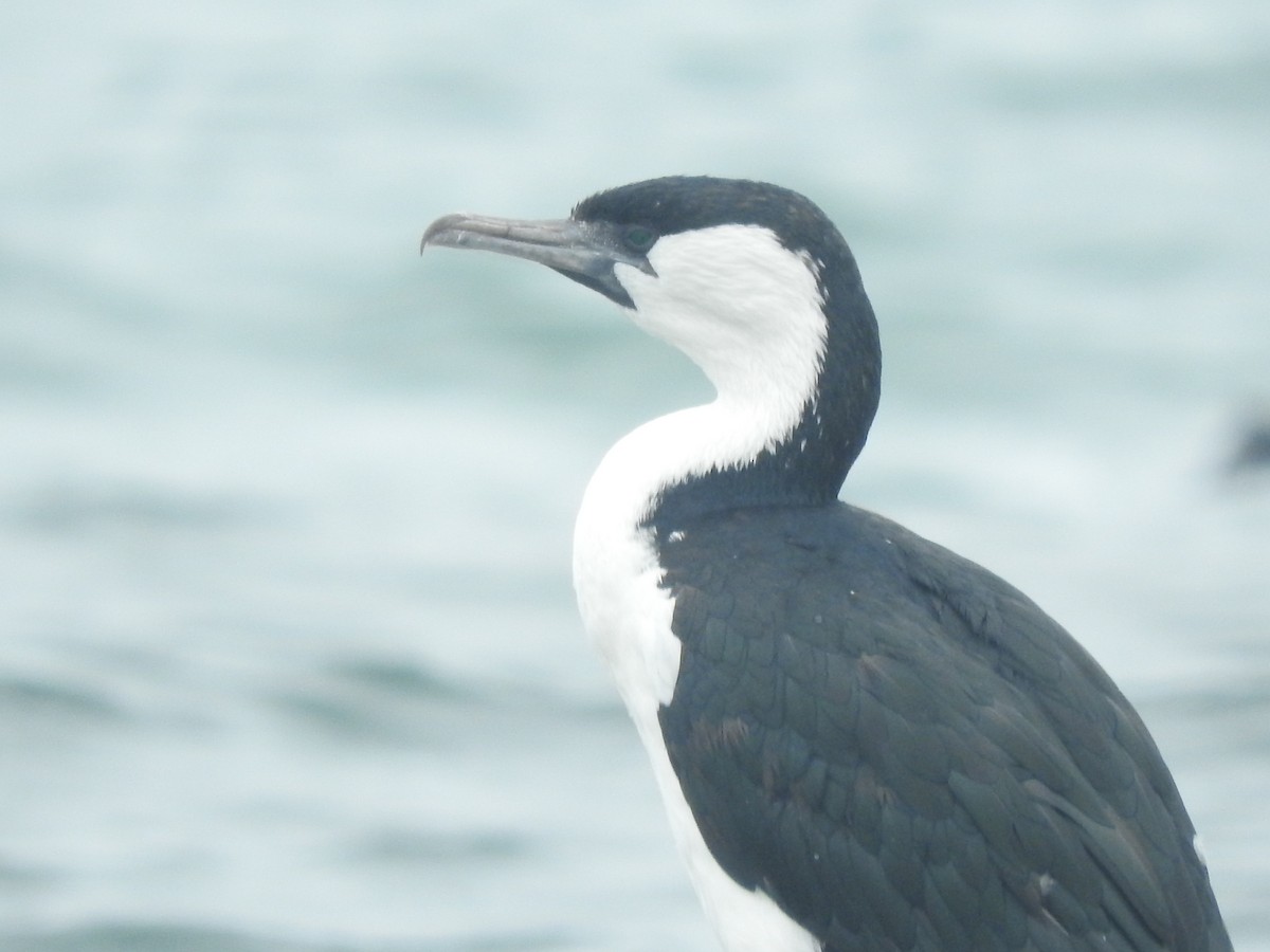 Black-faced Cormorant - ML528911161