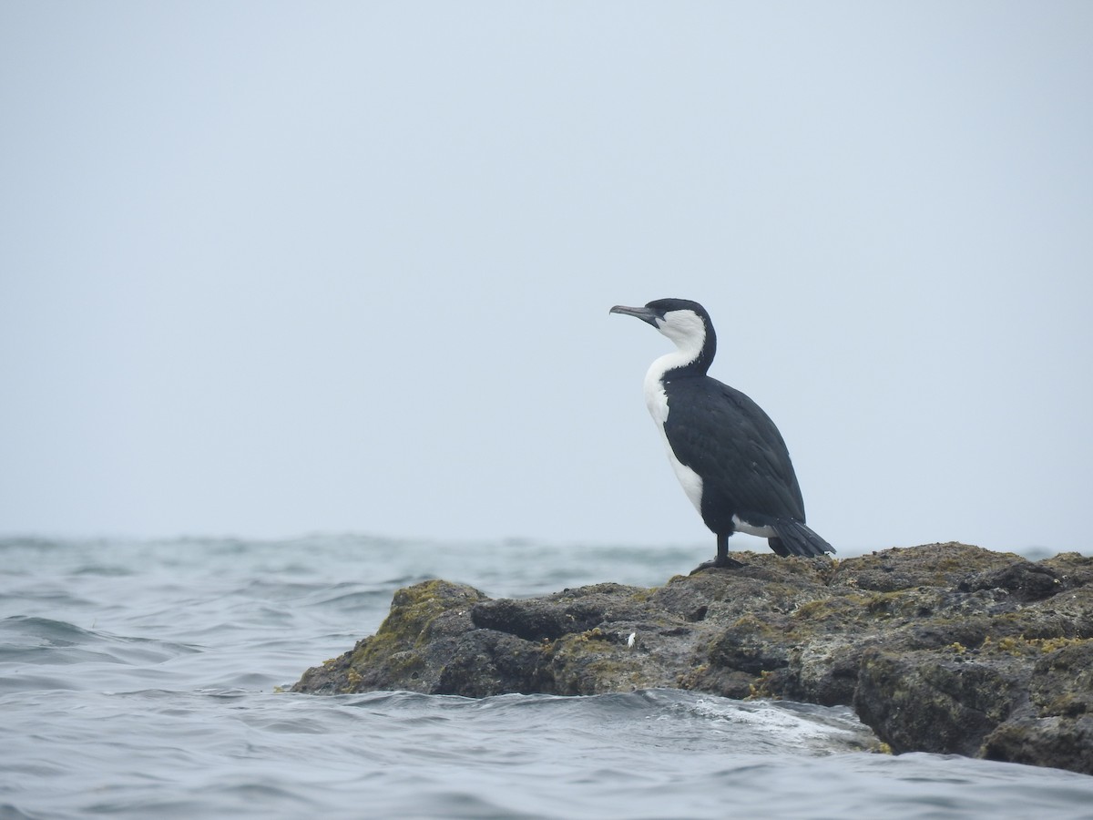 Black-faced Cormorant - ML528911171
