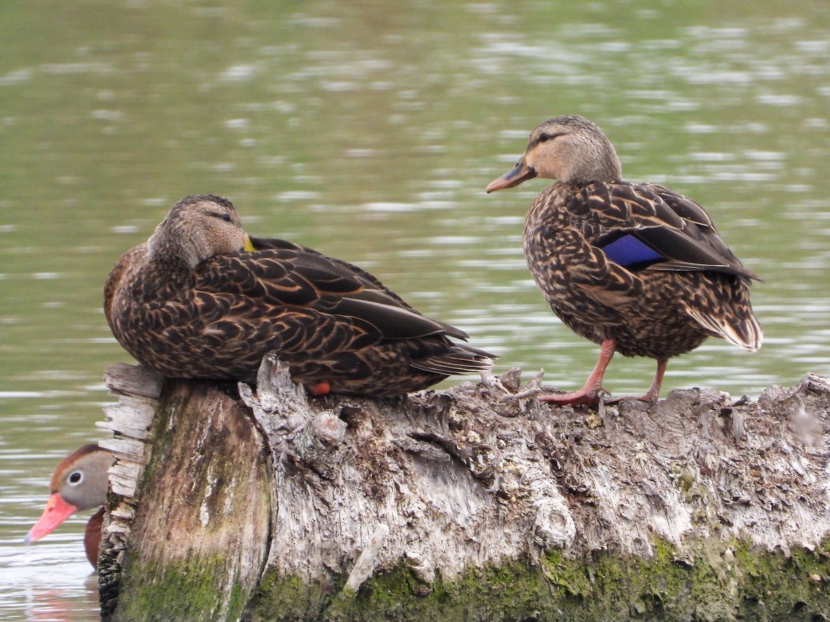 Mottled Duck - James Maley