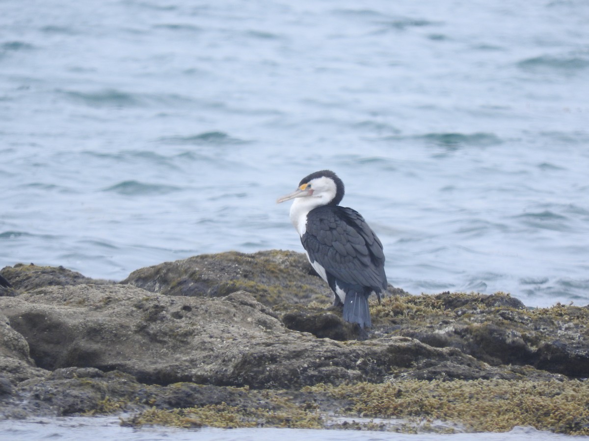 Pied Cormorant - ML528911231