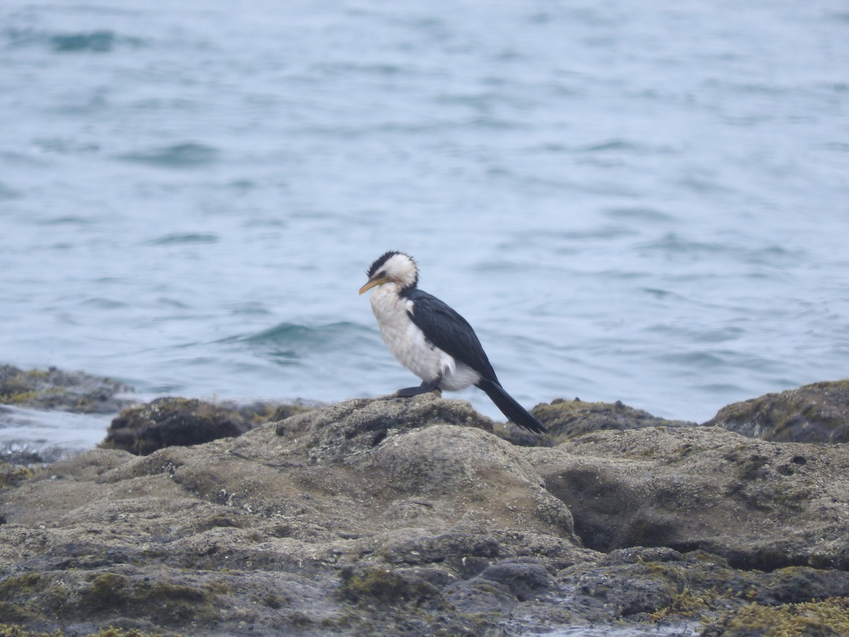 Little Pied Cormorant - ML528911261