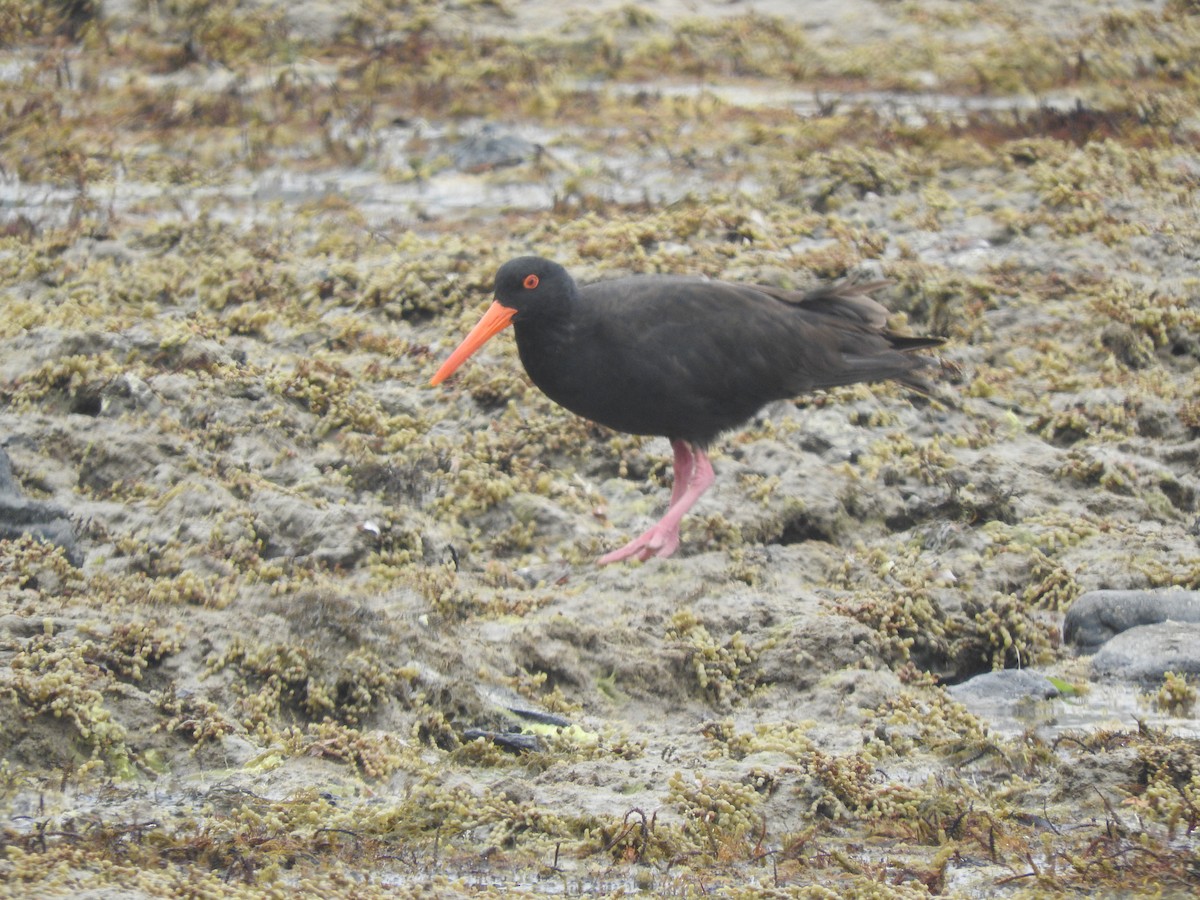 Sooty Oystercatcher - ML528911301