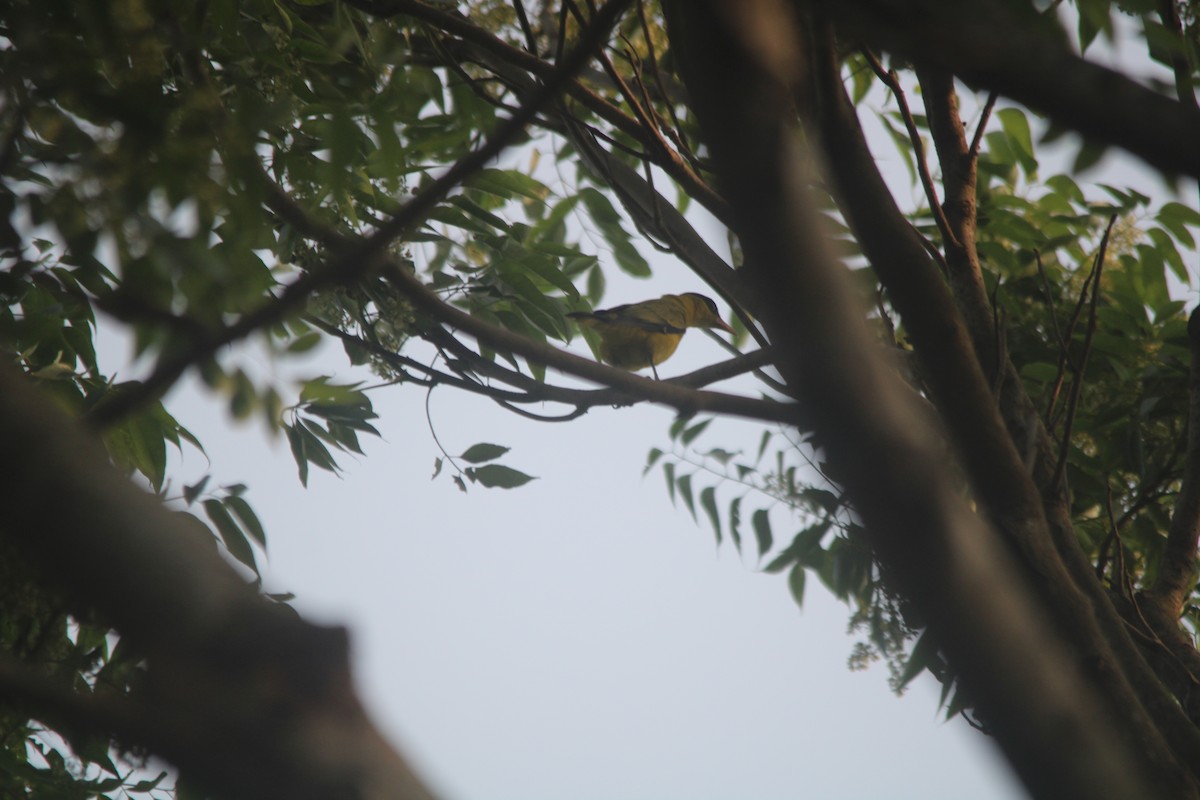 Black-naped Oriole - ML528911791