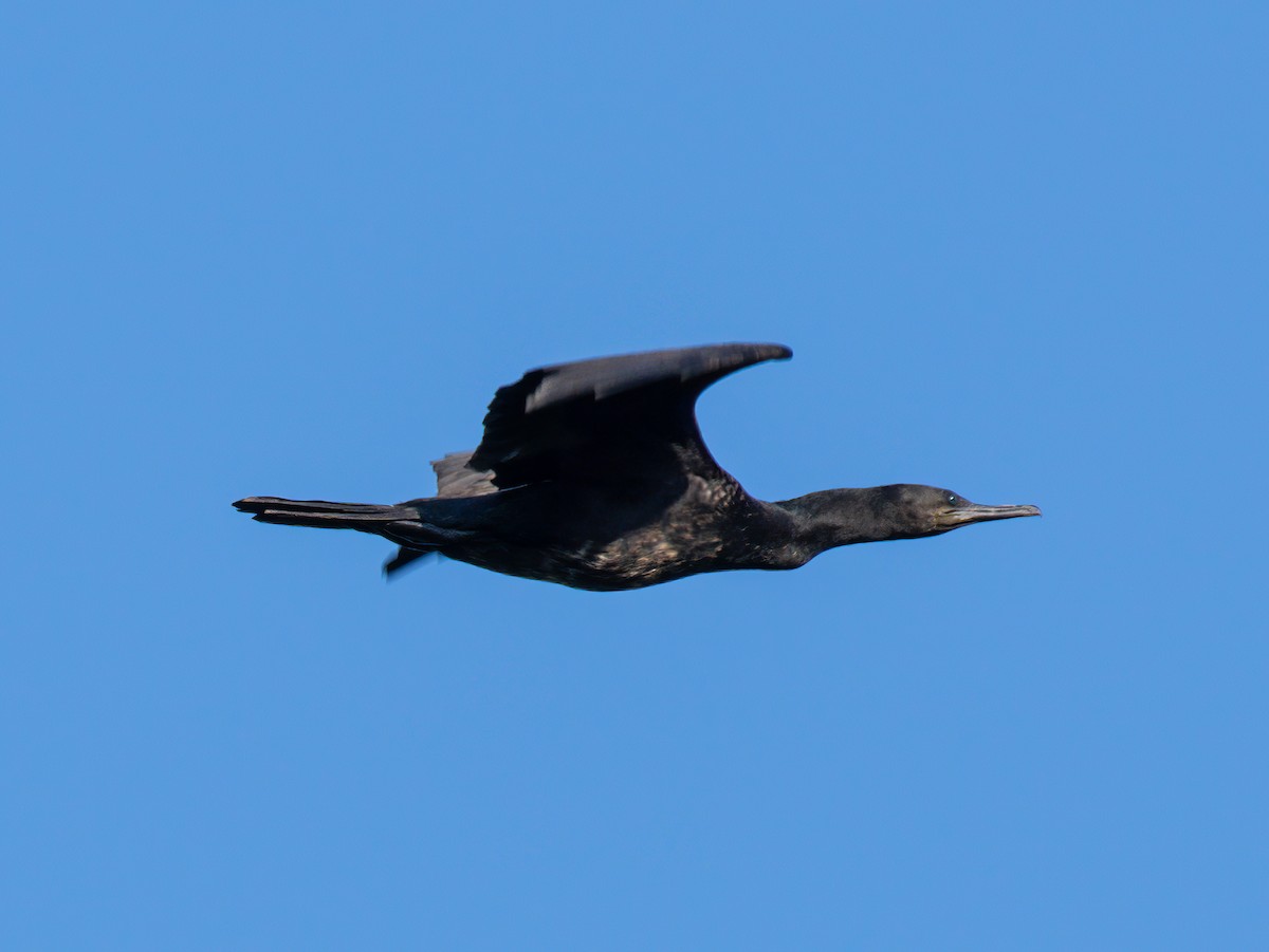 Indian Cormorant - ML528913251