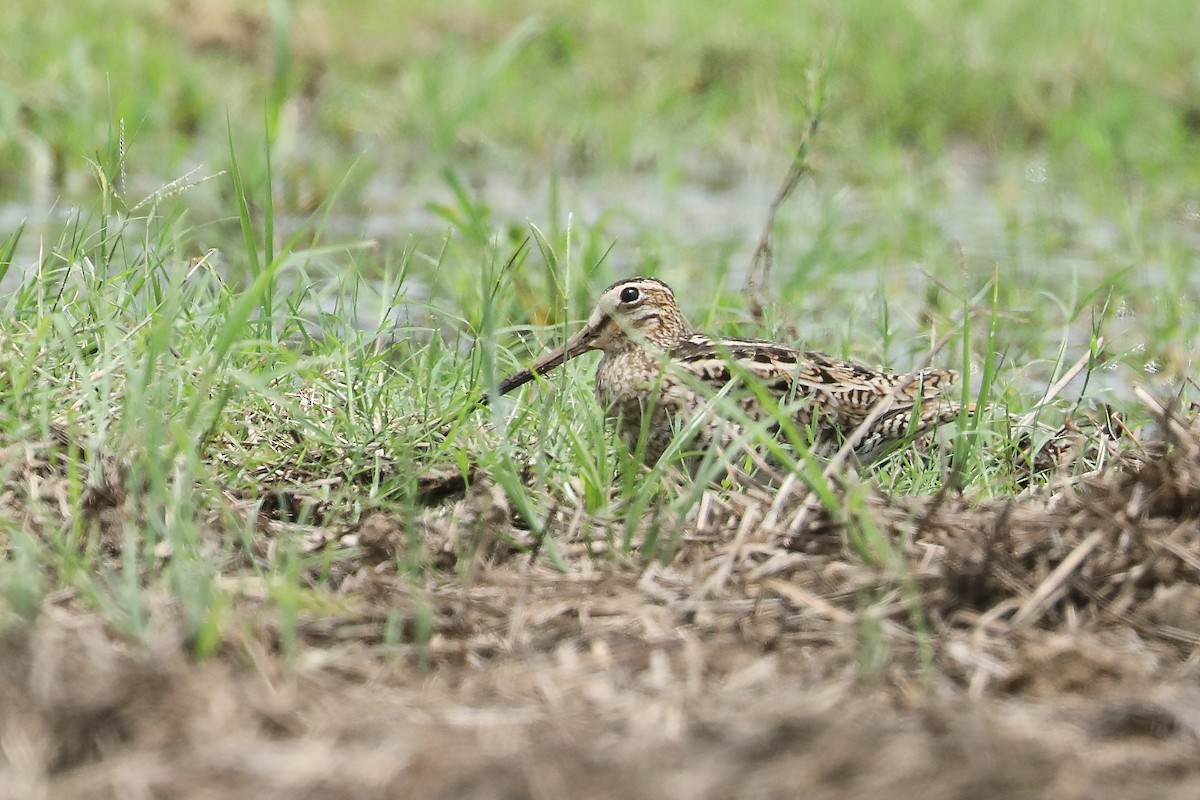 Swinhoe's Snipe - Marc Gardner