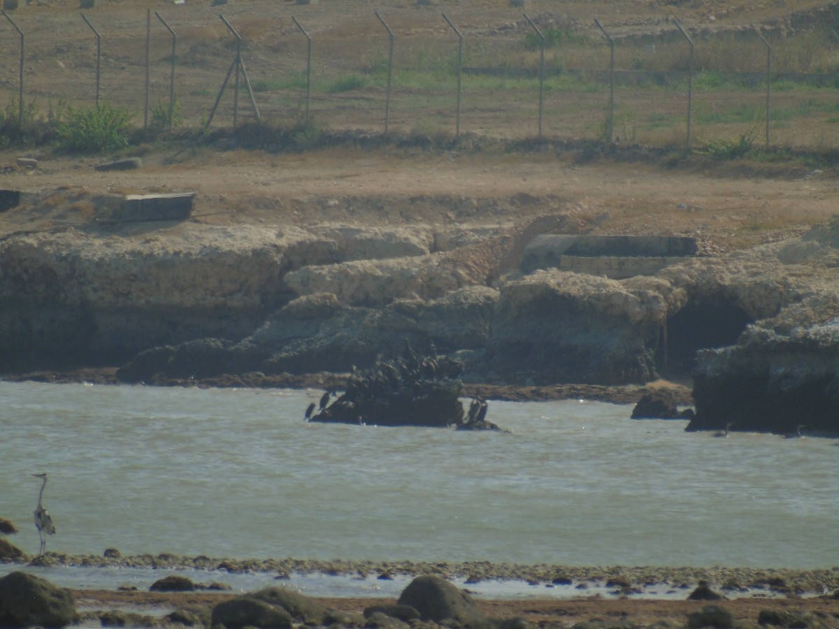 Cormorán de Socotra - ML528914231