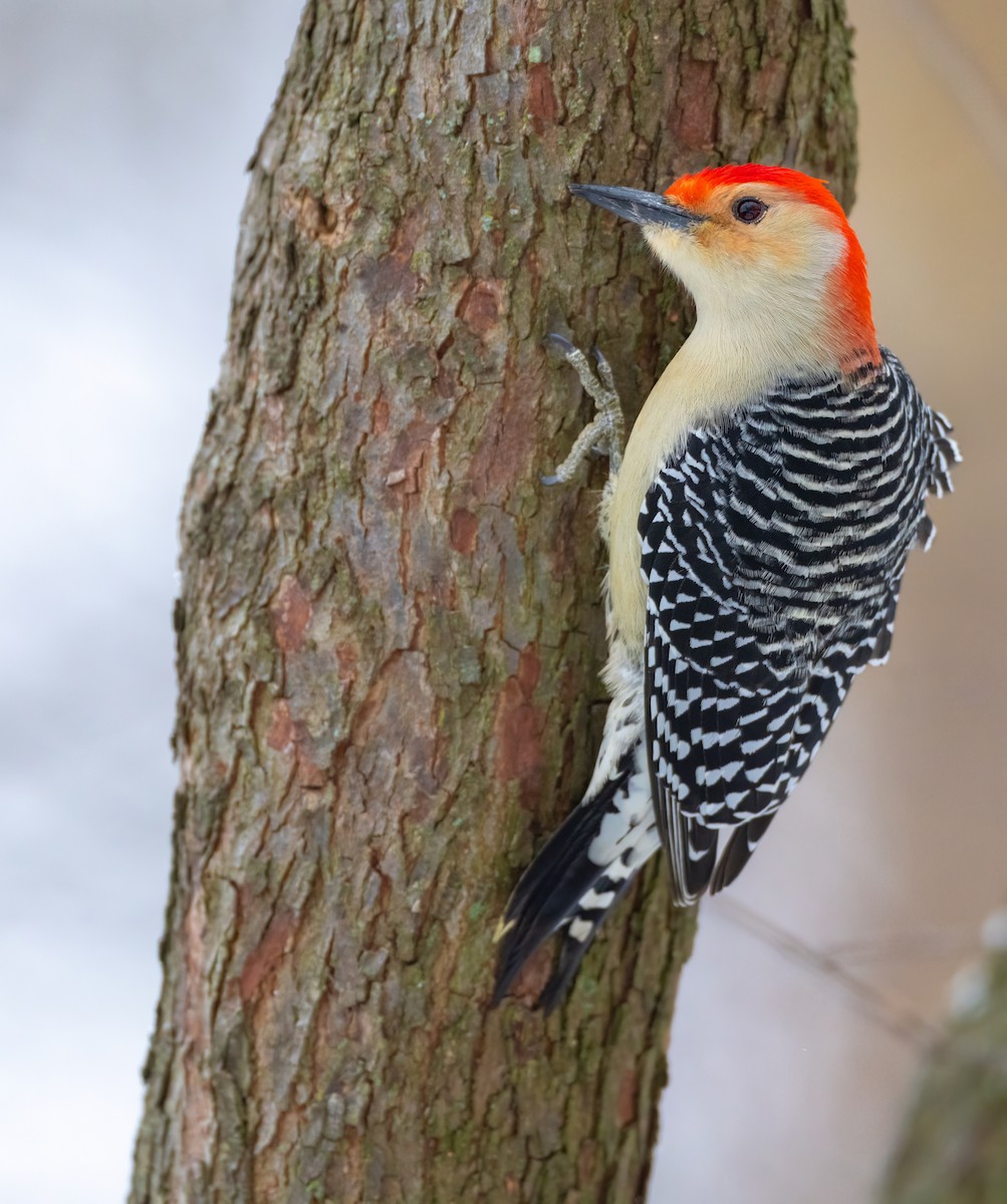 Red-bellied Woodpecker - Matt Zuro