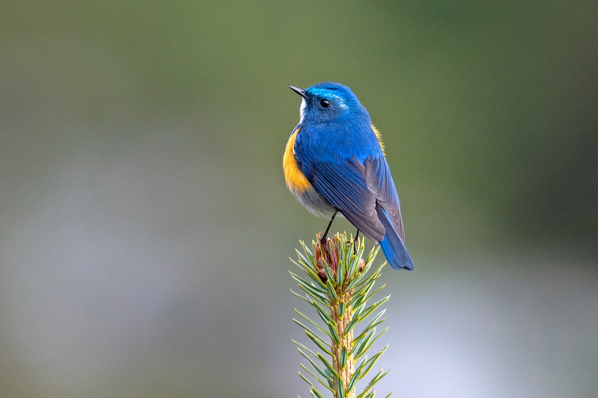 Himalayan Bluetail - ML528914851