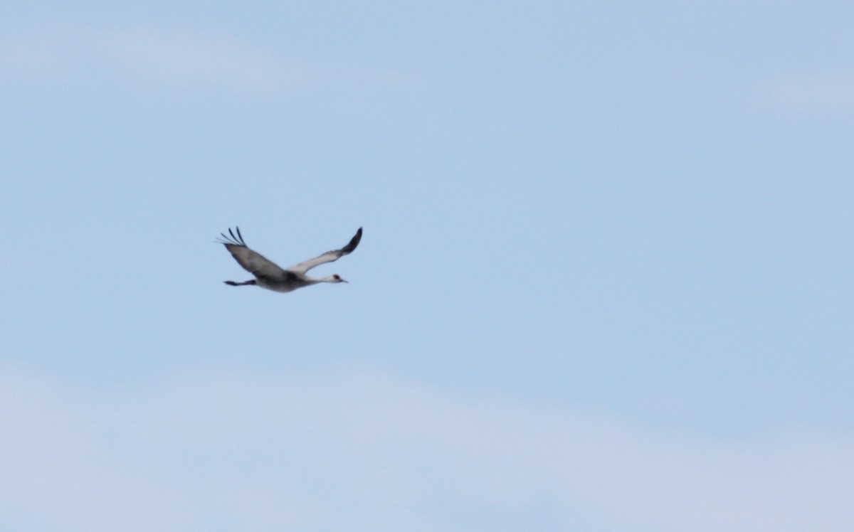 Sandhill Crane - ML52891591