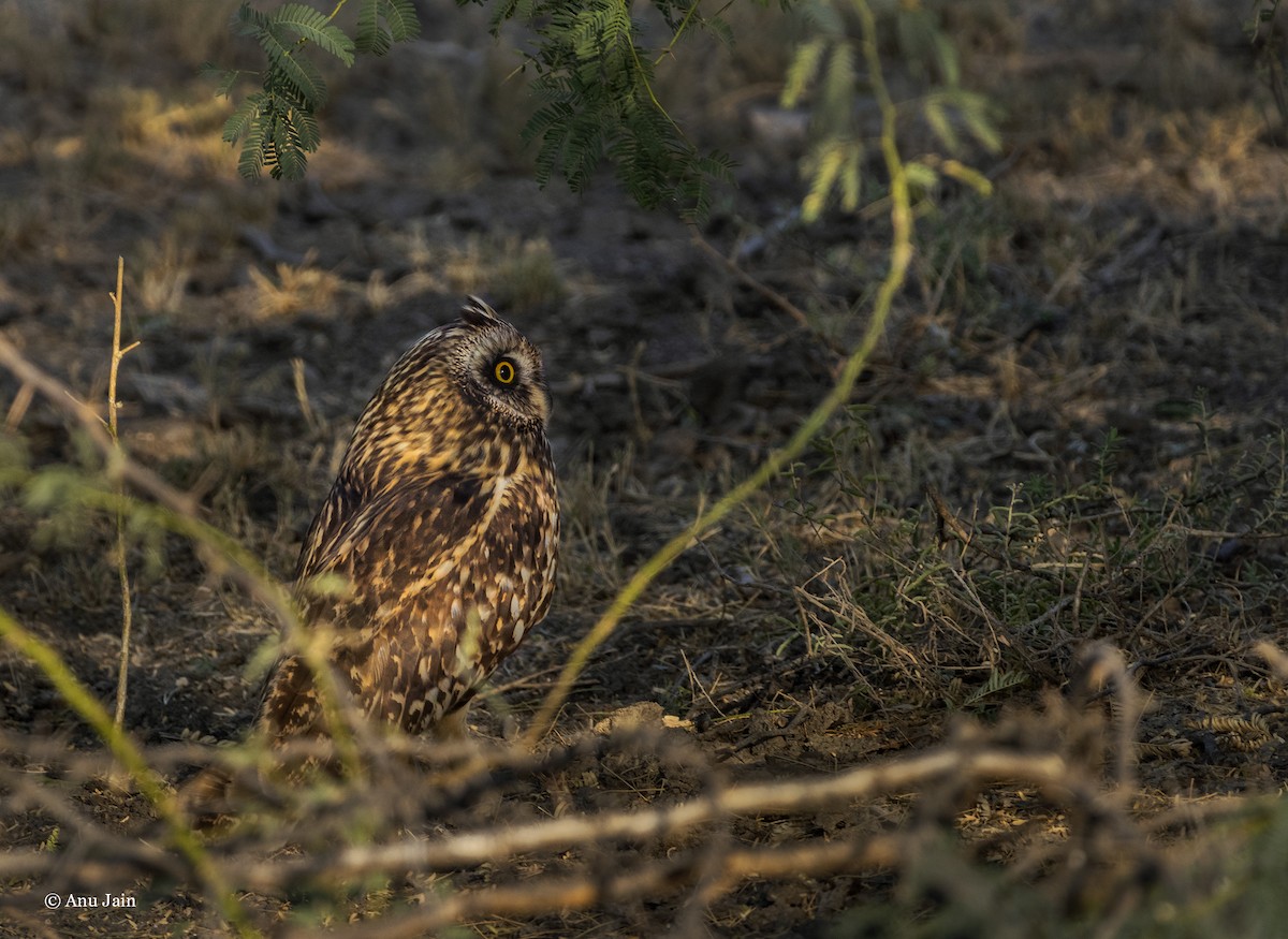 Short-eared Owl - ML528918091