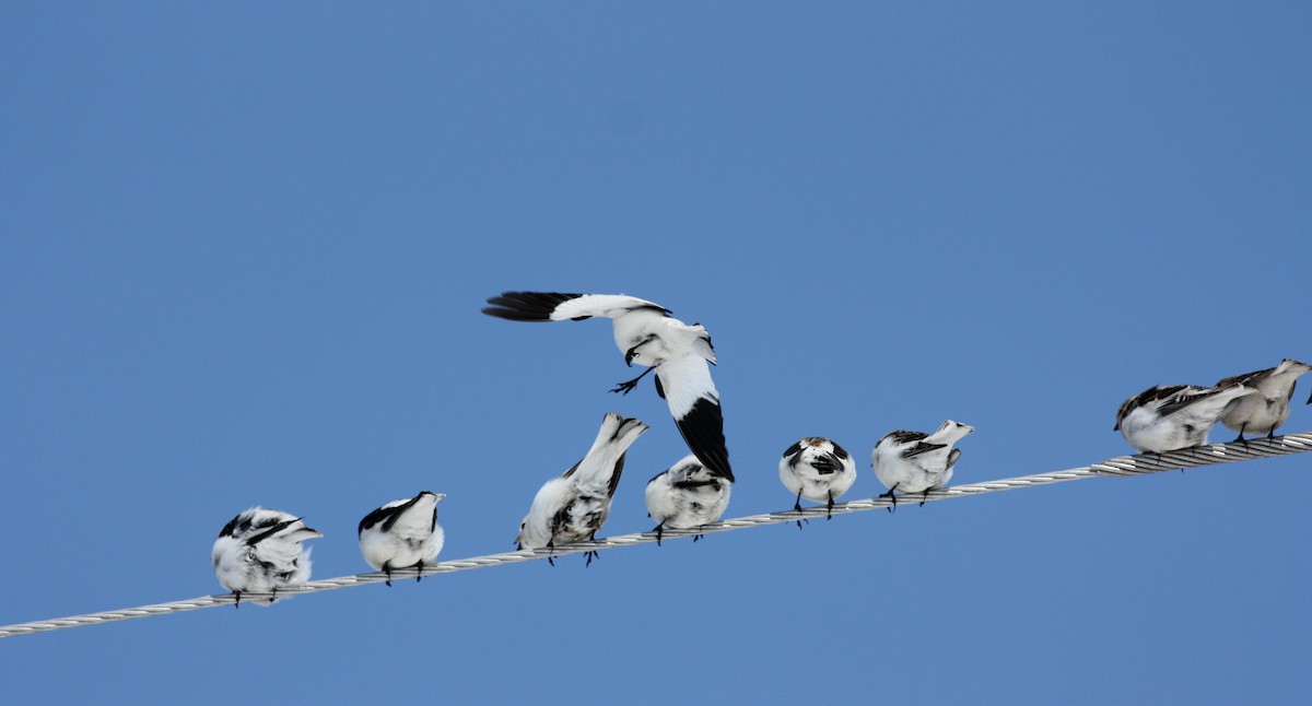 Snow Bunting - ML52891841