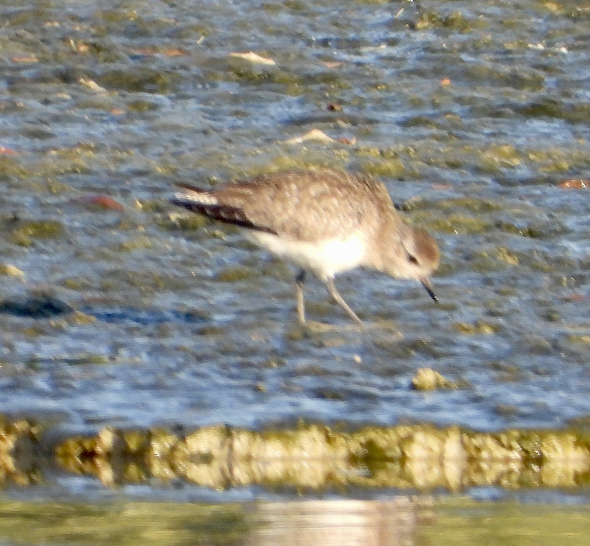 Black-bellied Plover - ML528918561