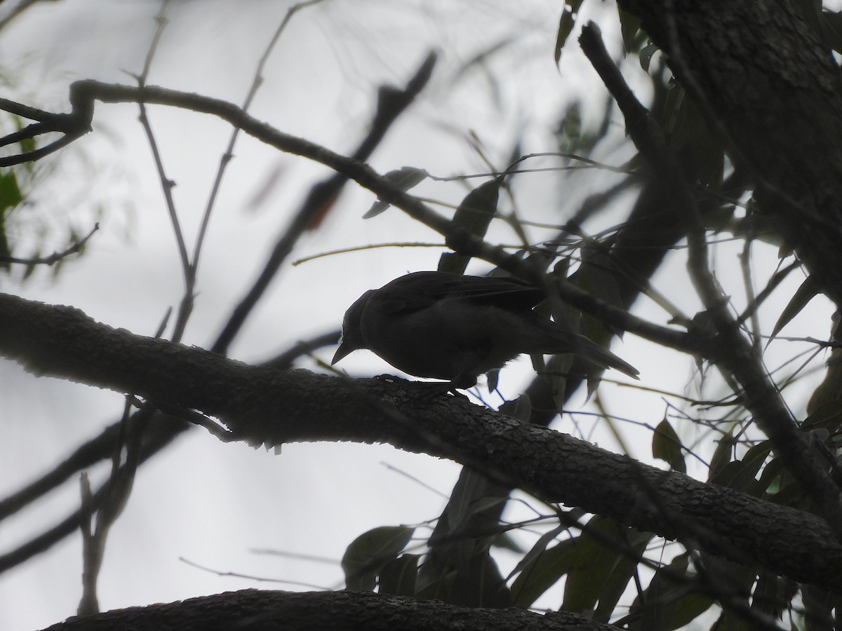 Gray Shrikethrush - George Vaughan