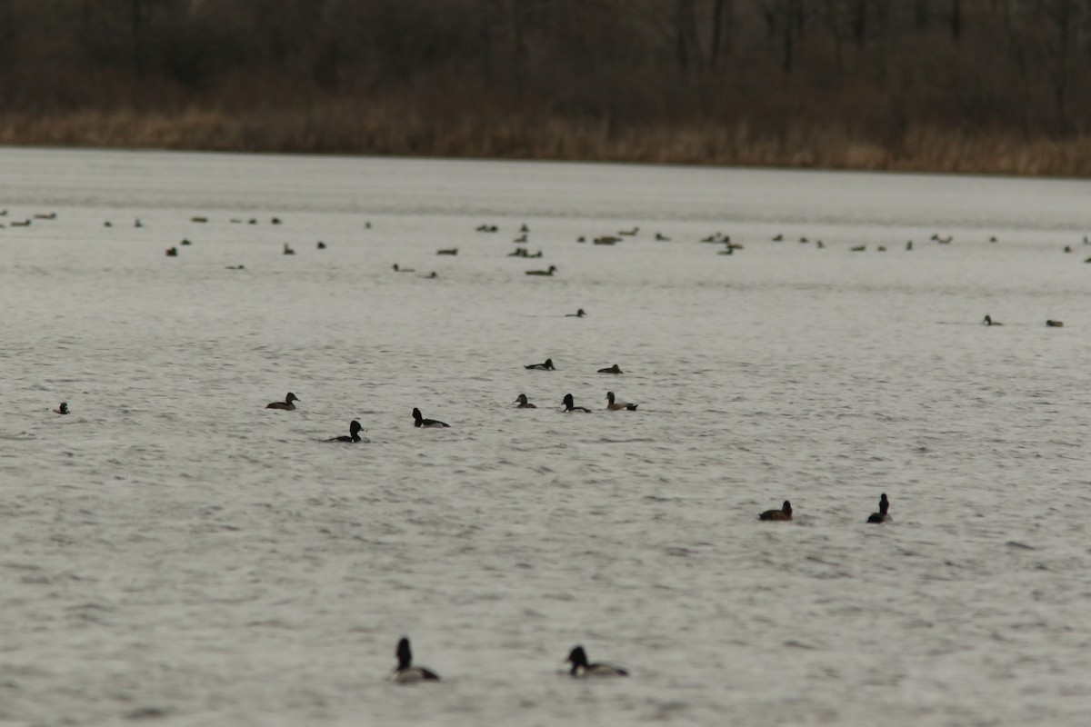Ring-necked Duck - ML52891871