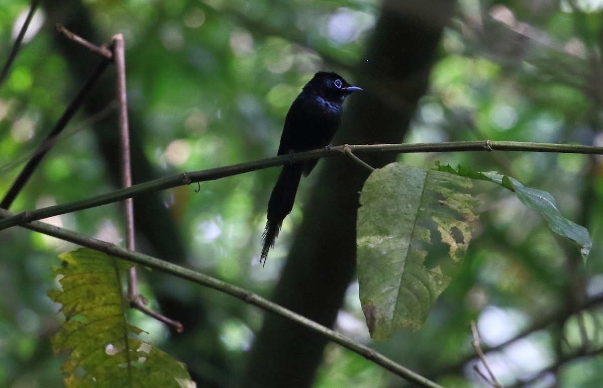 Sao Tome Paradise-Flycatcher - ML528918911